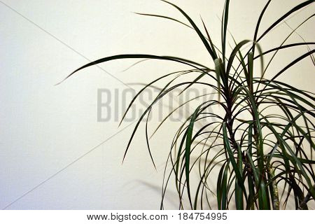 Houseplant on the background of a brushed wall