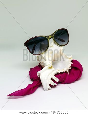White sea shell on blank background sunglasses