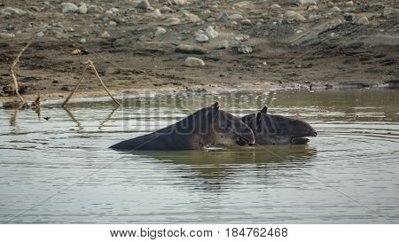Closeup of wild tapir baby and mom in pond