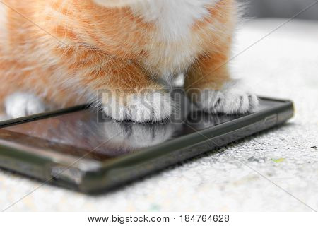 cat paw of kitten orange-red small on cell phone Select focus with shallow depth of field