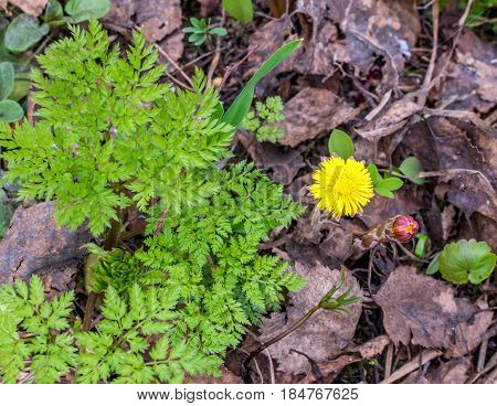 Group Of Blooming Coltsfoot Flowers On Dark Ground
