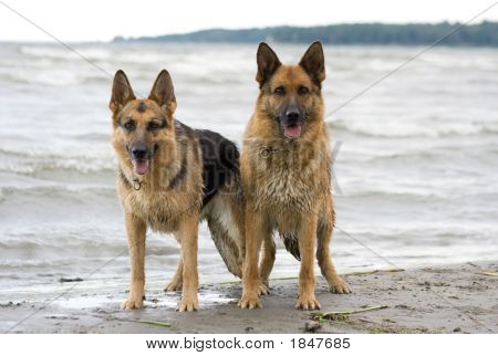 Dois cães pastores