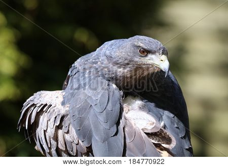 Close up of a Chilean Blue Buzzard Eagle preening