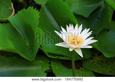 lotus flower white or water lilly and the bee sucked nectar in pollen. close up beautiful in nature