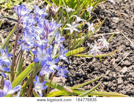 Beautiful Fresh Blue Spring Flowers