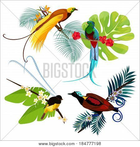 Colorful birds of paradise various sizes sitting on branches with flowers poster on white vector of flying heaven beauties