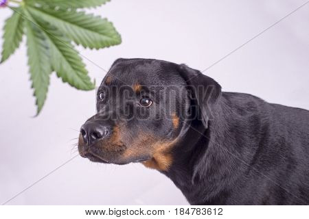 Detail of cannabis leaf and rottweiler dog isolated over white - medical marijuana for pets concept