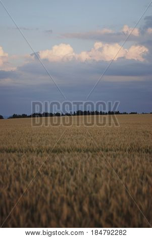 An extensive field with grain at sunset