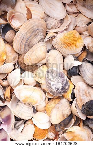 Colorfool seashells background. texture of colored seashells.