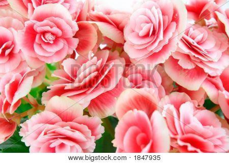 Flowering Plant