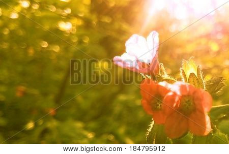 Lilac flower in summer bright sunny day against the background of the forest