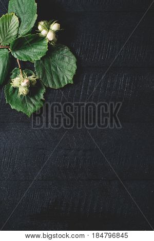 Sprigs with hazelnuts and green leaves on a black wooden background top view fresh vegan food on space backdrop mock up green leaf seasoning plant on kitchen table vitamins from country forest