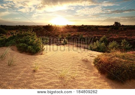gold sunrise over sand dune and heather flowers