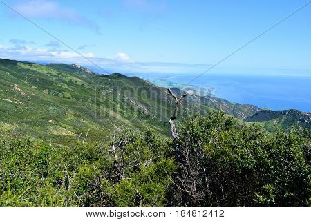 Chaparral shrubs taken on Gaviota Peak overlooking the Pacific Ocean taken in the Central California Coast Range