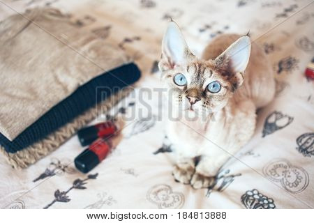 Little sad kitten wants to play. Kitten is sitting alone. Devon rex cat. Cat breeds.