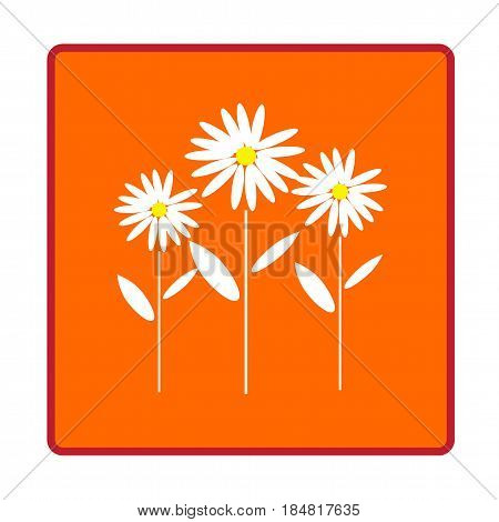 bouquet of chamomiles on orange background, three white flowers, illustration with flowers