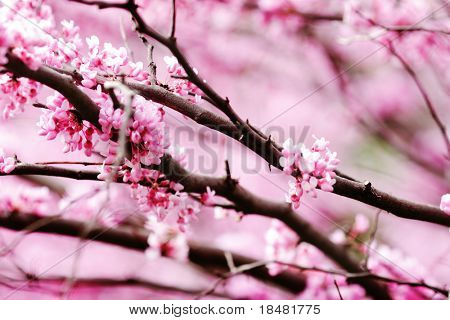 redbud jarní květy.