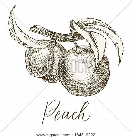 Highly detailed hand drawn garden fruit. Peach on a branch