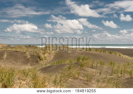 Auckland New Zealand - March 2 2017: Dark sand dunes with beachgrass marram under blue sky with white clouds at Karakare Beach. Tasman Sea and surf separates two halves.