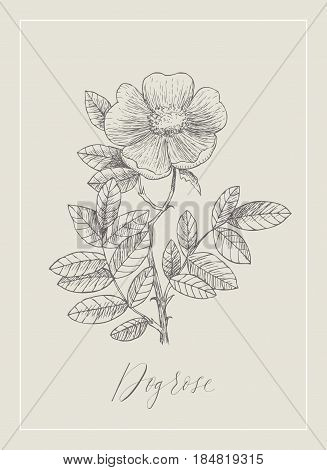 Vector floral drawing. Herbs and wild flowers. Botanical Illustration engraving style