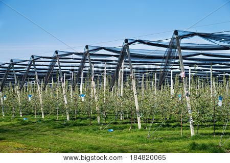 Blooming Apple Orchard In Agricultural Plantation, In Summer Sun With Anti-hail Netting For Protecti