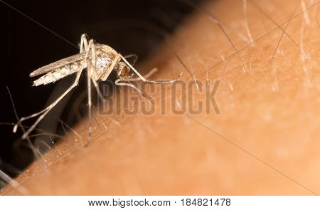 a mosquito on the skin. close . A photo