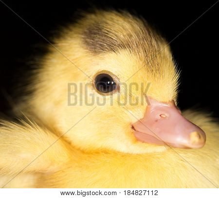 Portrait of a small duckling . A photo
