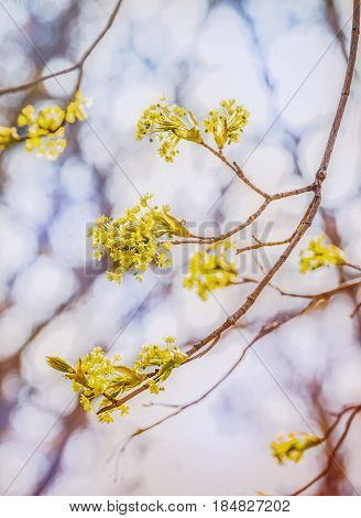 Lime tree blossom closeup photo. Flowers blossoming tree linden wood natural background, spring. A maple tree with blossoms. Linden blossom on the sky background.