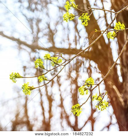 Lime tree blossom closeup photo. Flowers blossoming tree linden wood natural background, spring. A maple tree with blossoms. Linden blossom on the sky background.