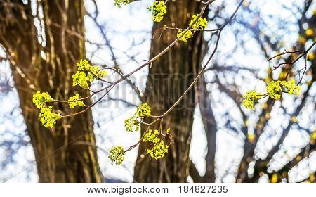 Lime tree blossom closeup photo. Flowers blossoming tree linden wood natural background, spring. A maple tree with blossoms. Linden blossom on the sky background.