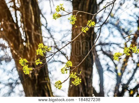 Lime tree blossom closeup photo. Flowers blossoming tree linden wood natural background, spring. A maple tree with blossoms. Linden blossom on the sky background.