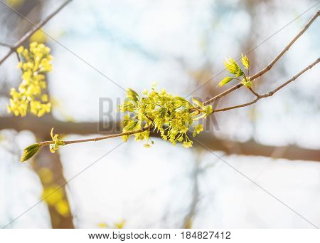 Lime tree blossom closeup photo. Flowers blossoming tree linden wood natural background, spring. A maple tree with blossoms. Linden blossom on the sky background.