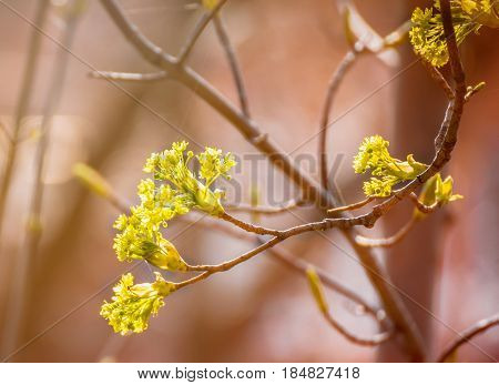 Lime tree blossom closeup photo. Flowers blossoming tree linden wood natural background, spring. A maple tree with blossoms. Linden blossom on the sky background.