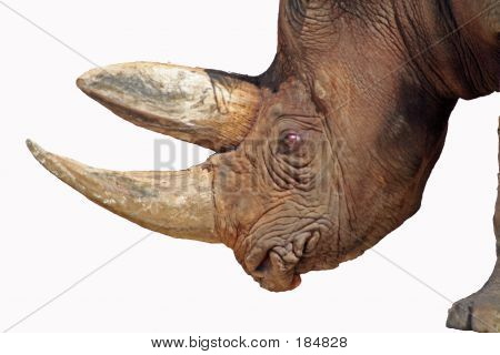 Nashorn