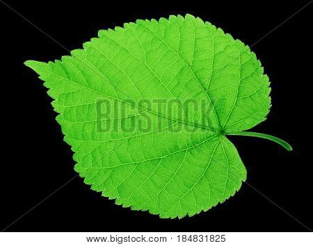 Single leaf of tree isolated on black background