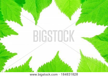 Green leaves frame isolated on white background