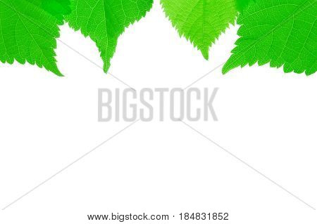 Green leaves frame isolated on white background