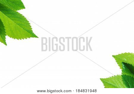 frame of Green leaves isolated on white background