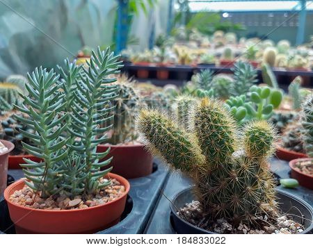 Beautiful green cactus plant in a littie small pot.