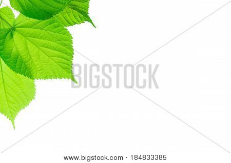Three green leaves of tree isolated on white background