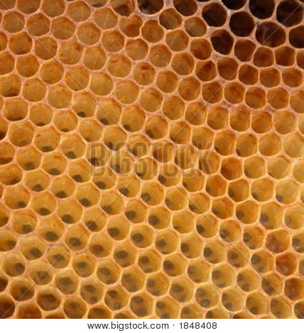 Tekstura Honey