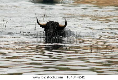 spanish bull in bullring with big horns