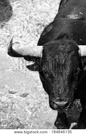 bull with big horns in spain bullring