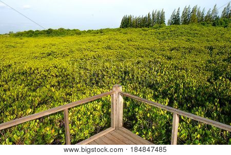 Wooden bridge at Tung Prong ThongGolden Mangrove FieldPra Sae Rayong Thailand.