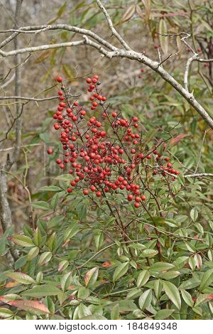 Red Winterberries in the late Winter in Hots Springs National Park in Arkansas