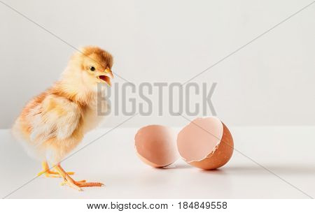Chicks With Egg Shell Isolated