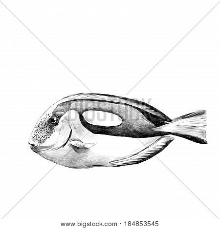 fish Acanthur sketch vector graphics black and white drawing