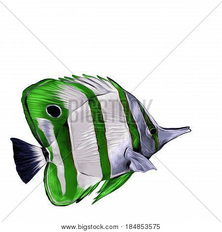 fish Acanthur with green lines sketch vector graphics color picture