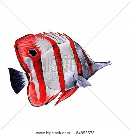 fish Acanthur with red stripes sketch vector graphics color picture