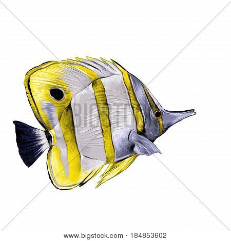 fish Acanthur with yellow stripes sketch vector graphics color picture
